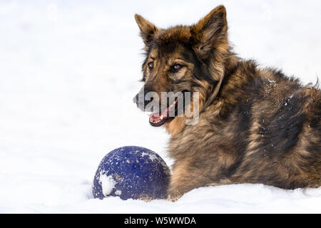 A German Shepherd Dog lays with its blue ball in the fresh snow Stock Photo