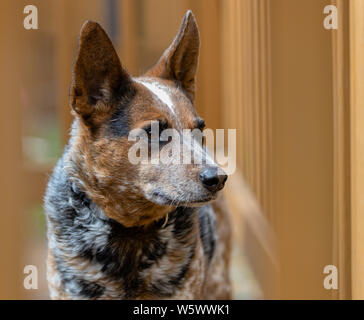 An Australian Cattle Dog stares off through the rails of a wooden deck Stock Photo