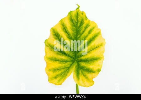 Composition of yellowing green Alocasia Macrorrhiza leaf known as Elephant  Ear plant on yellow background with copy space Stock Photo - Alamy