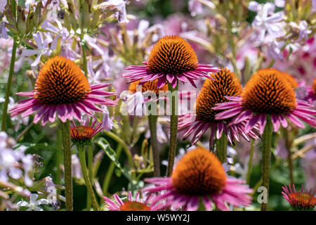 Close up of beautiful purple cone flowers (echinacea) with phloxes in the background Stock Photo