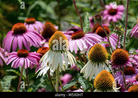 Close up of beautiful purple and white cone flowers (echinacea) in a sunny summer flower bed Stock Photo