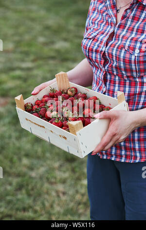 Woman holding container filled with fresh strawberries picked in home fruit garden. Candid people, real moments, authentic situations Stock Photo