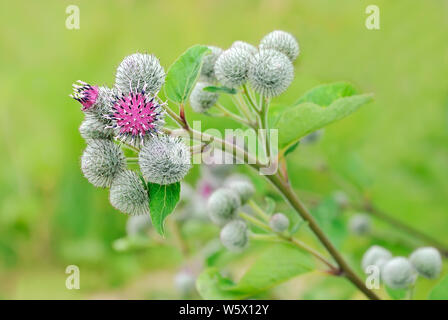 Flowering Great Burdock (Arctium lappa) Stock Photo
