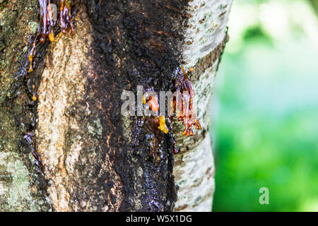 Translucent gold red sap oozing from a cherry tree trunk most likely caused by bacterial or fungal canker Stock Photo