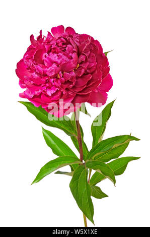 Red peony flower isolated on white background