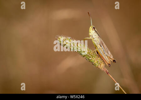 Meadow Grasshopper, chorthippus parallelus, standing on a blade of grass isolated from blurred brown background Stock Photo