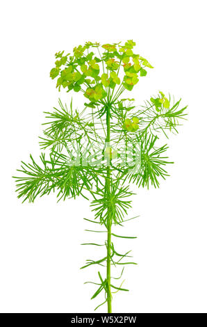 Euphorbia cyparissias (cypress spurge) isolated on white background Stock Photo