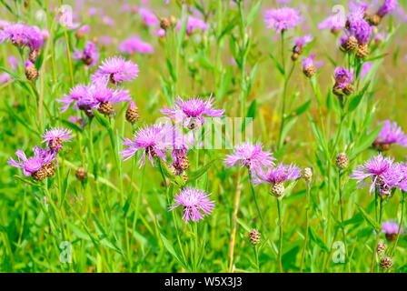 Cornflower (Centaurea jacea) flowers, selective focus Stock Photo