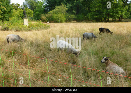 July 29, 2019, Berlin, Berlin, Germany: Gotland sheep can be seen grazing in the Charlottenburg Palace Garden. A monitoring should clarify the extent to which grazing has a positive effect on the diversity of animal and plant species. Credit: Jan Scheunert/ZUMA Wire/Alamy Live News Stock Photo