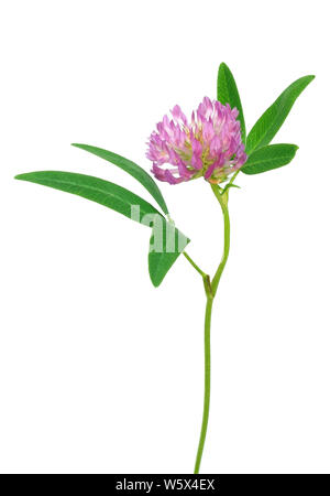 Clover flowers isolated on white background Stock Photo