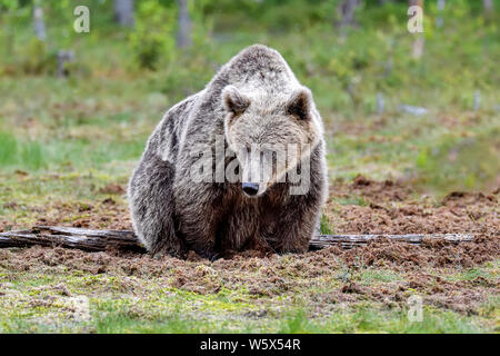 The title for this picture could be: 'Sitting bear with a question in his mind'. Stock Photo