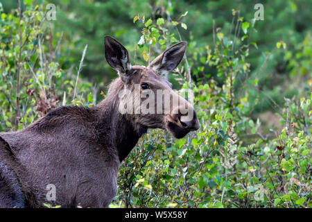 Young Moose cow grazing in the forest Stock Photo