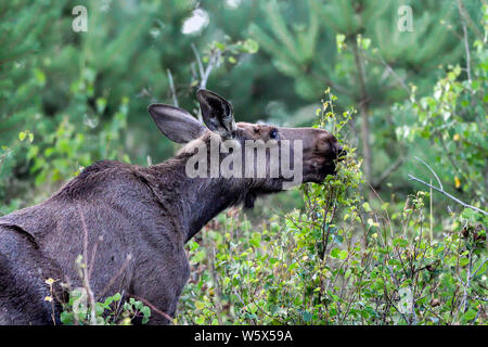 Young Moose cow grazing in the forest Stock Photo