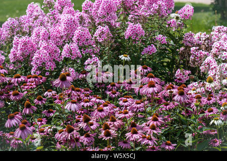 Close up of beautiful purple cone flowers (echinacea) with pink phloxes in the background Stock Photo