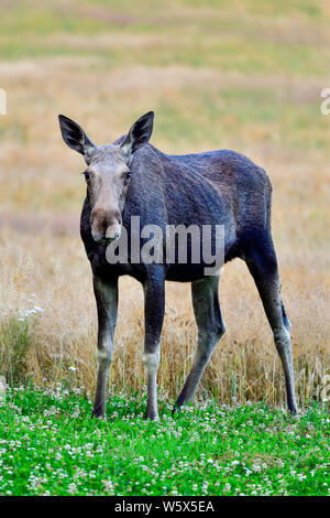 Moose cow is grazing on the cloverfield. Stock Photo