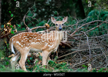 White-tailed deer fawn in the forest. Stock Photo