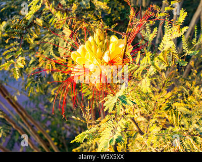 flowers Caesalpinia on a branch, gilliesii, common name - Bird of Paradise yellow flower Stock Photo