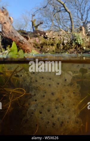 Split level view of Common frog (Rana temporaria) frogspawn in a pond created by Eurasian beavers (Castor fiber) on a small woodland stream within a l Stock Photo