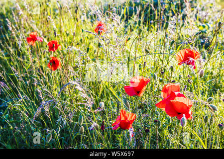 Backlit poppies (Papaver rhoeas) in the summer countryside. Stock Photo