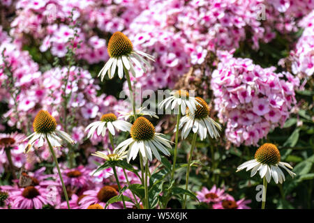Beautiful pink phloxes and purple and white cone flowers (echinacea) in a summer flower bed Stock Photo