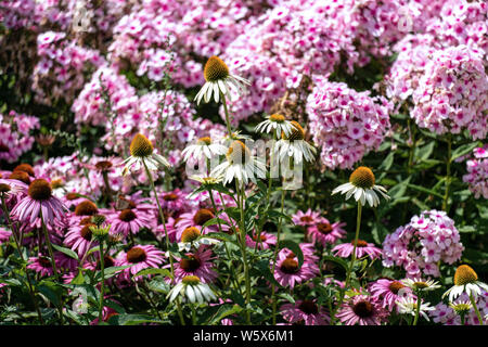 Beautiful pink phloxes and purple and white cone flowers (echinacea) in a summer flower bed Stock Photo