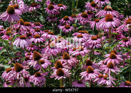 Summer flower bed with purple coneflowers (echinacea) in bright sunshine Stock Photo