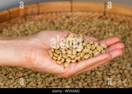 Green unroasted coffee beans on hand close up Stock Photo
