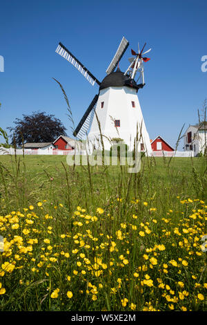 The Aarsdale Molle white windmill with yellow buttercups in foreground, Aarsdale, Bornholm Island, Baltic sea, Denmark, Europe Stock Photo