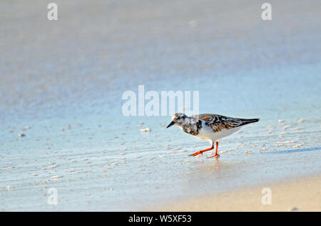 American ruddy turnstone sandpiper to left, hunting the shore of blue surf and white sea foam, sunlit front with slightly lifted bright orange leg. Stock Photo