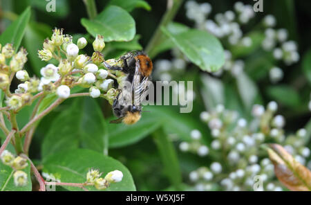 Tree Bumble Bees (Bombus hypnorum) mating Stock Photo