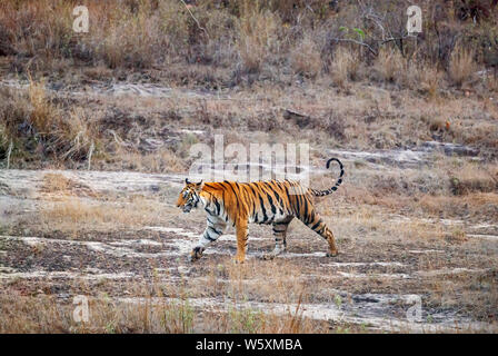 A tigress, Bengal tiger (Panthera tigris) tail held up walks across a clearing in Bandhavgarh National Park Tiger Reserve, Madhya Pradesh, India Stock Photo