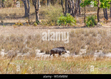 Indian boar (Sus scrofa cristatus) standing in Bandhavgarh National Park in the Umaria district of the central Indian state of Madhya Pradesh Stock Photo