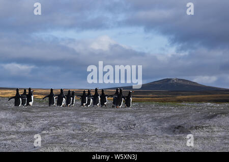 Gentoo penguins running at Volunteer Point, East Falkland Stock Photo