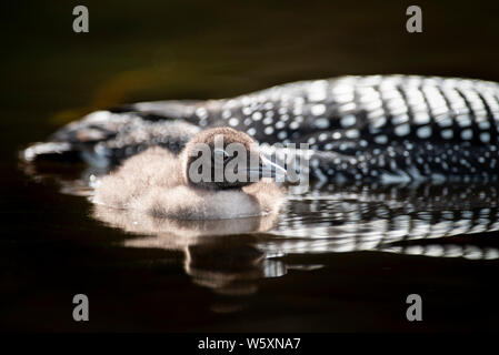 Juvenile Common Loon snuggled on his parent Stock Photo