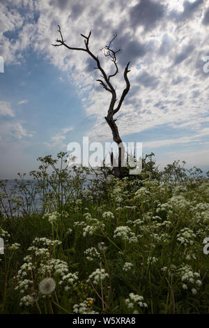 Gnarled old tree silhouetted against dramatic sky with cow parsley in foreground, Sweden, Europe Stock Photo