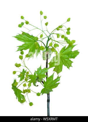 Flowering maple branch isolated on white background Stock Photo
