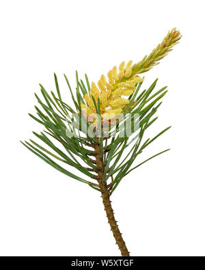 Pine (Pinus sylvestris) branch isolated on white background Stock Photo