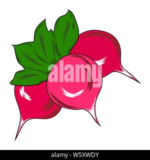 Radish fresh pink. Natural vegetable vegetable. Isolated, white. Vector Stock Vector