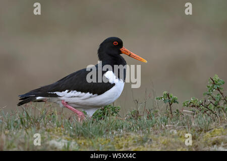 Oystercatcher ( Haematopus ostralegus ), walking over the top of a little hill in the dunes, nice and detailed side view, wildlife, Europe.