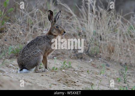 Brown Hare / European Hare ( Lepus europaeus ) female adult, sitting in the slope of a sand pit, watching attentively, full body, side view. Stock Photo