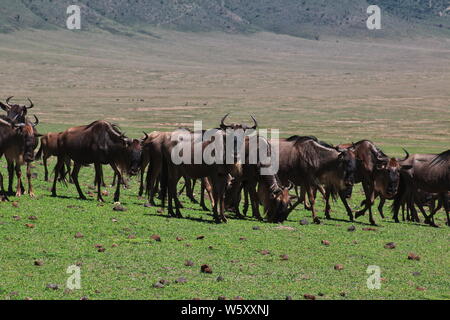 Wildebeest on safari in Kenia and Tanzania, Africa Stock Photo