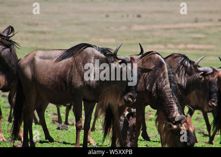 Wildebeest on safari in Kenia and Tanzania, Africa Stock Photo