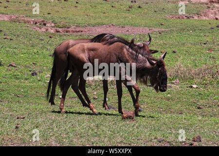 Wildebeest on safari in Kenia and Tanzania, Africa Stock Photo