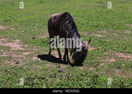 Wildebeest on safari in Kenia and Tanzania, Africa Stock Photo