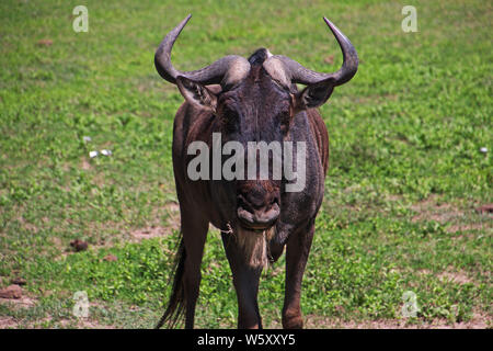 Wildebeest on safari in Kenia and Tanzania, Africa Stock Photo