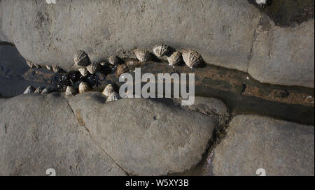Small rock pool with barnacles and limpets Stock Photo