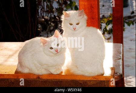 Two five month old kittens, one male and one female, from the same litter perched on wood on a winter's day. Snow can be seen covering the ground behi Stock Photo