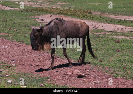 Wildebeest on safari in Kenia and Tanzania, Africa Stock Photo