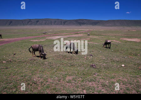 Wildebeest on safari in Kenia and Tanzania, Africa Stock Photo