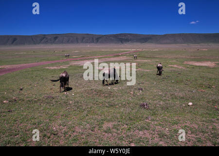 Wildebeest on safari in Kenia and Tanzania, Africa Stock Photo